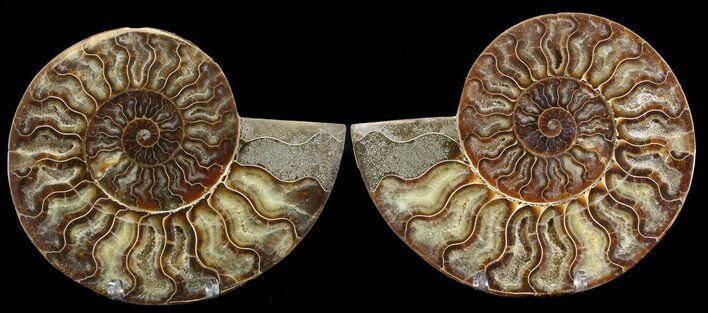 Stunning Cut & Polished Ammonite Fossil #39492